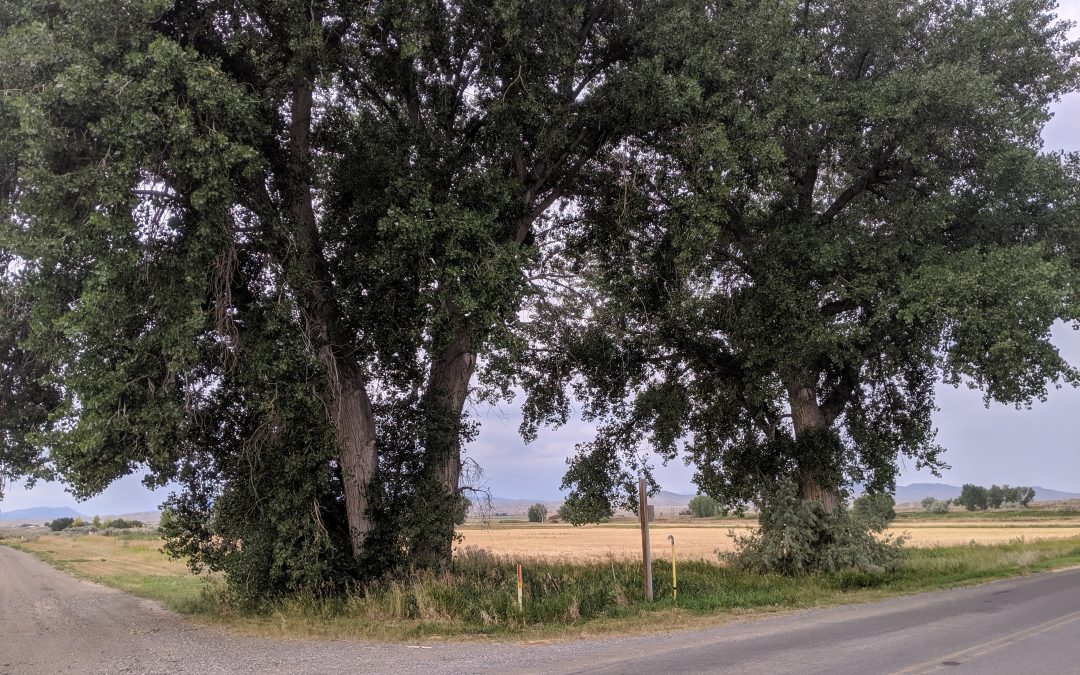 Two Trees